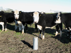 Steers on BTW Brown Road landfarm, photo by Fiona Clark, 1 June 2014