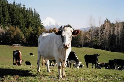 snow ball cow F Clark