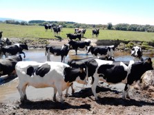 Cows in Pomahaka Wai NZ web